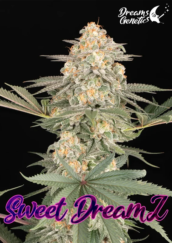 Sweet Dreamz van Dreams Genetics