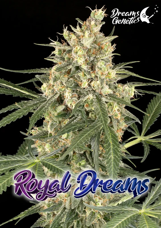Royal Dreams van Dreams Genetics