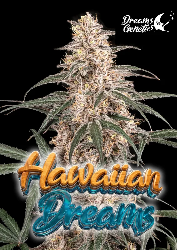 Hawaiian Dreams van Dreams Genetics