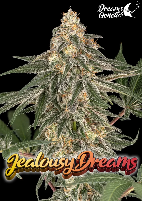 Jealousy Dreams van Dreams Genetics