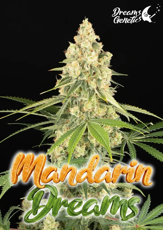 Mandarin Dreams van Dreams Genetics