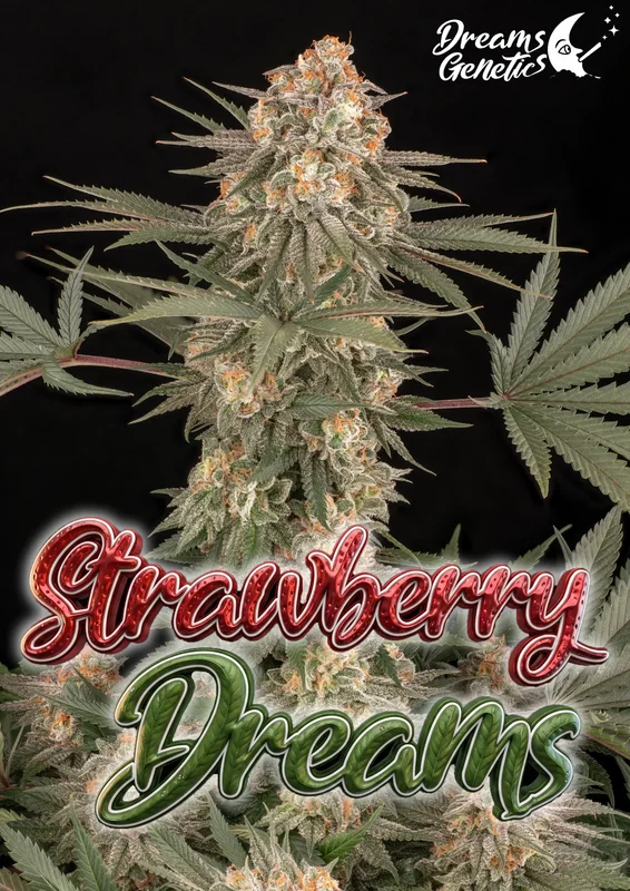Strawberry Dreams van Dreams Genetics