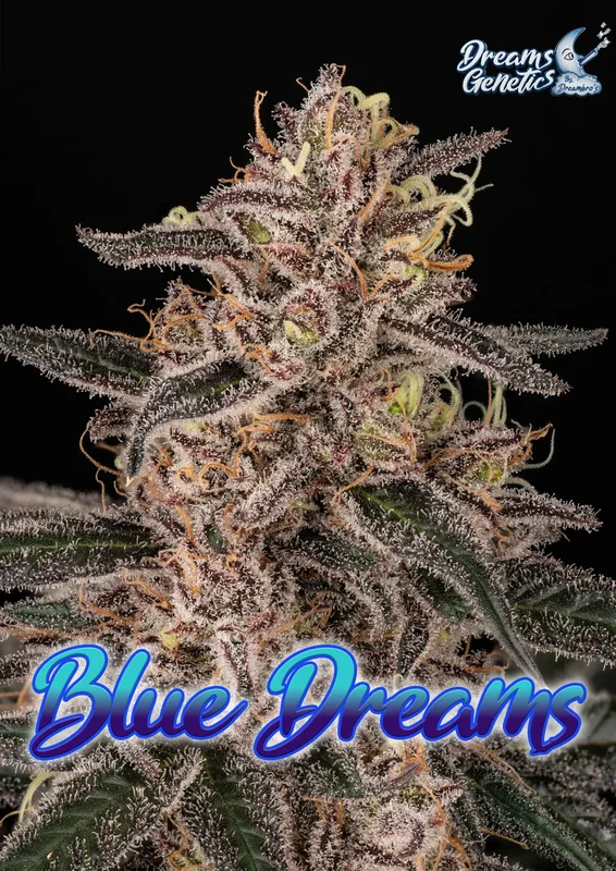 Blue Dreams van Dreams Genetics