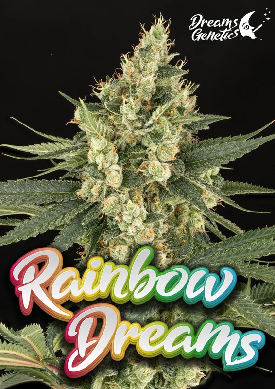 Rainbow Dreams van Dreams Genetics