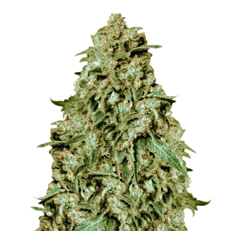 Somango van Dutch Genetics