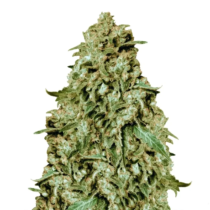 Somango van Dutch Genetics