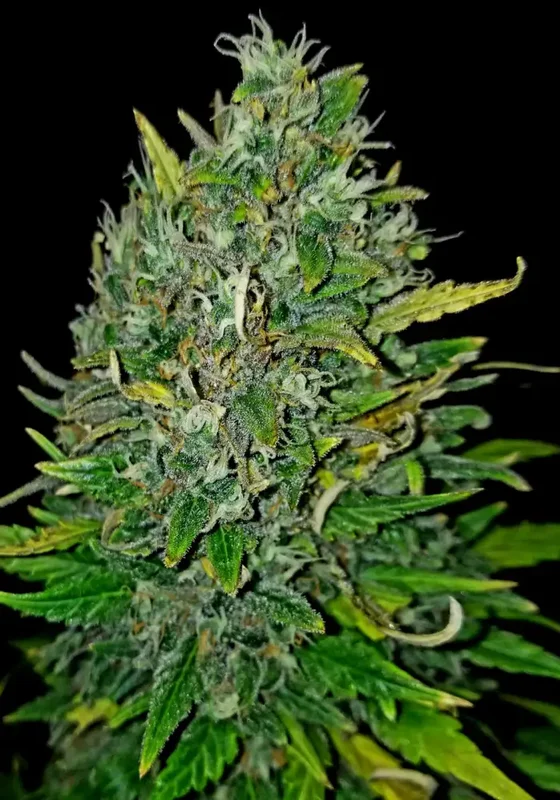 Bruce Banner (Huismerk) van Dutch-Headshop Seeds