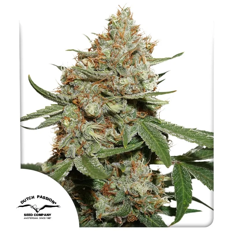 Skunk #11 van Dutch Passion