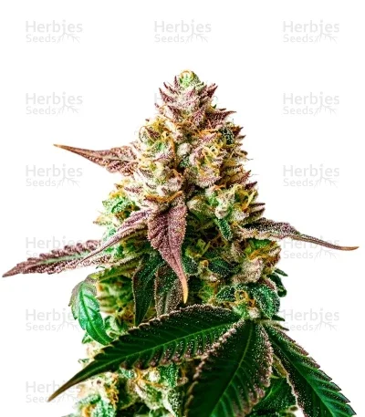 Slurricane Cookies van Dutch Passion