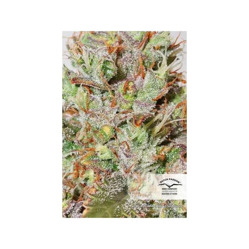 CBD White Widow van Dutch Passion