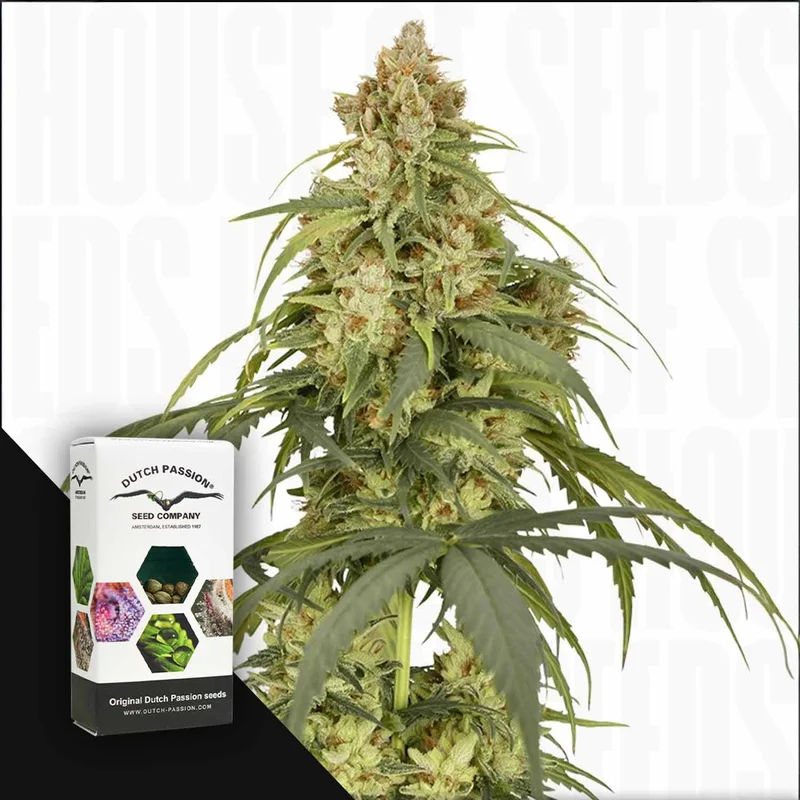 CBD-Victory van Dutch Passion