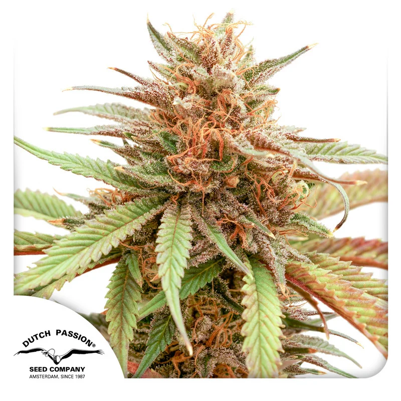 Durban Dew van Dutch Passion