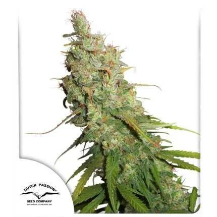 Desfran van Dutch Passion