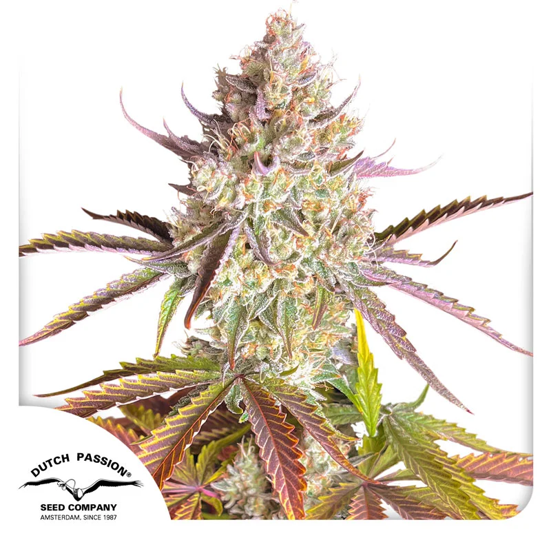Fruit Bomb Punch van Dutch Passion