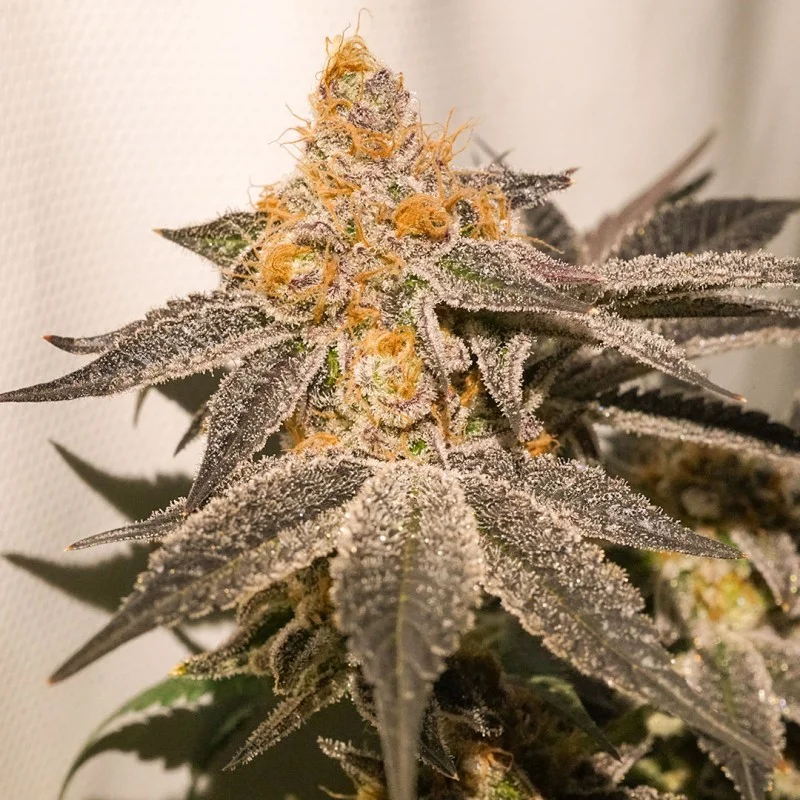 Sherblato Cake van Dutch Passion