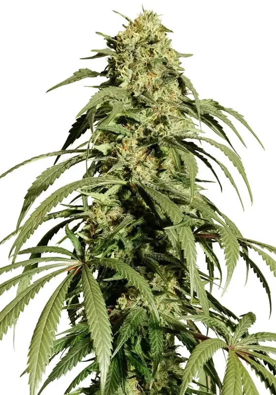 Ice Cream Haze van Dutch Passion