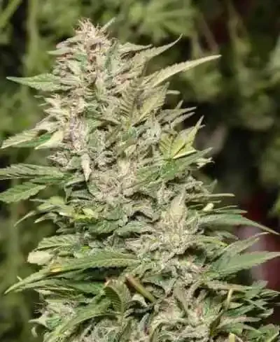 Jorges Diamonds #1 van Dutch Passion