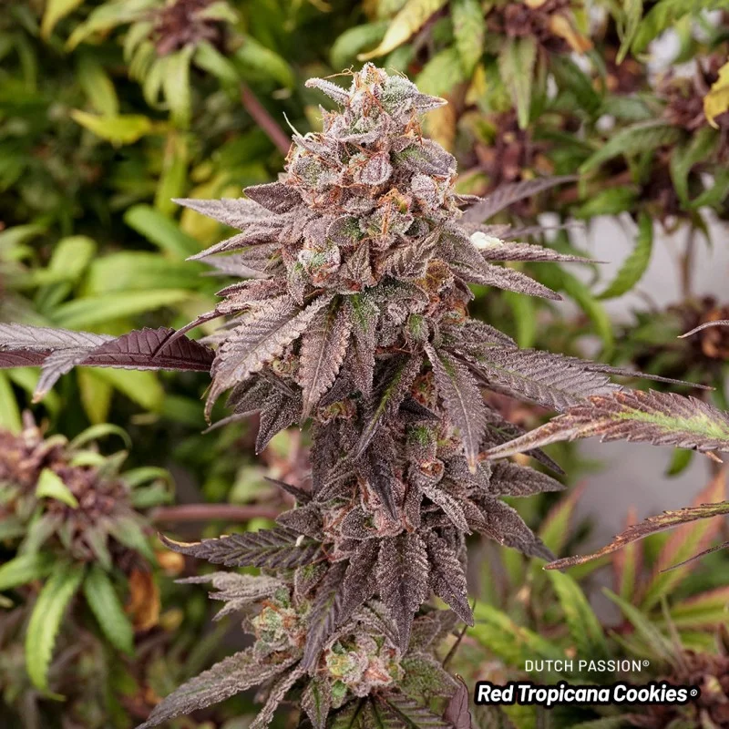 Red Tropicana Cookies van Dutch Passion