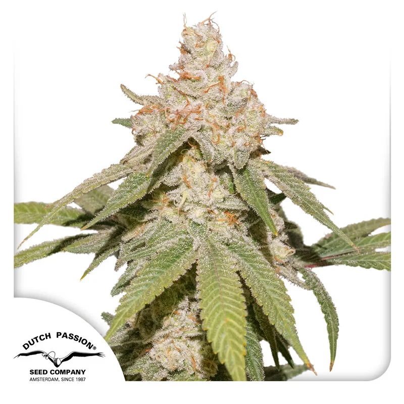 SFV OG van Dutch Passion