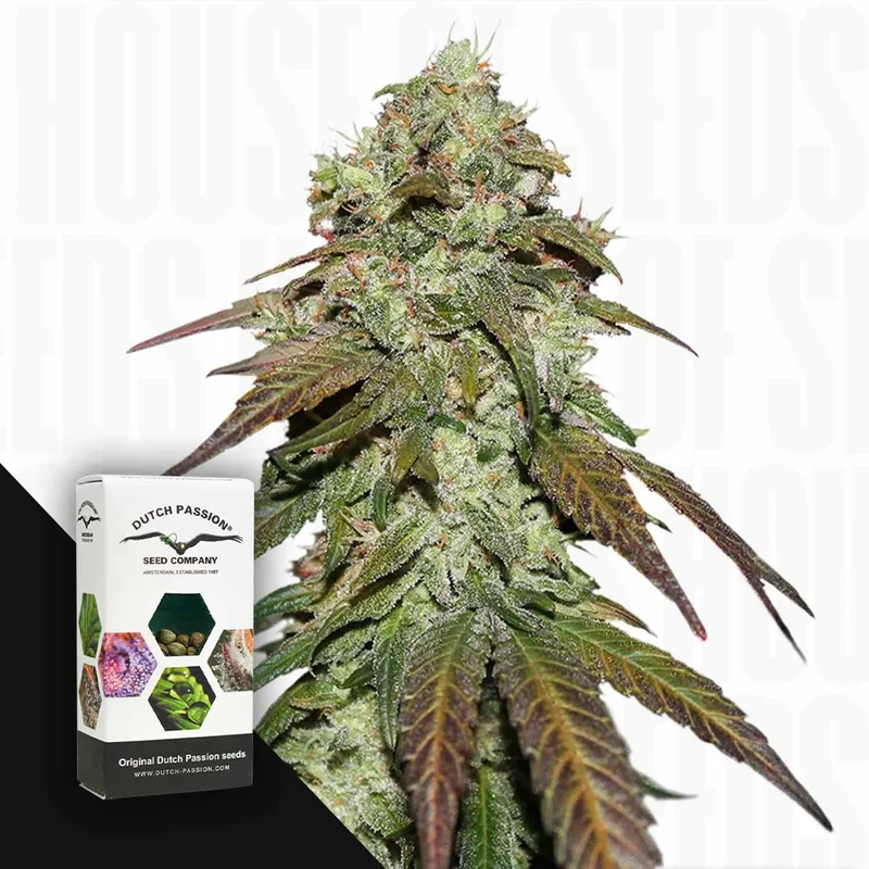 CBD Mazar van Dutch Passion