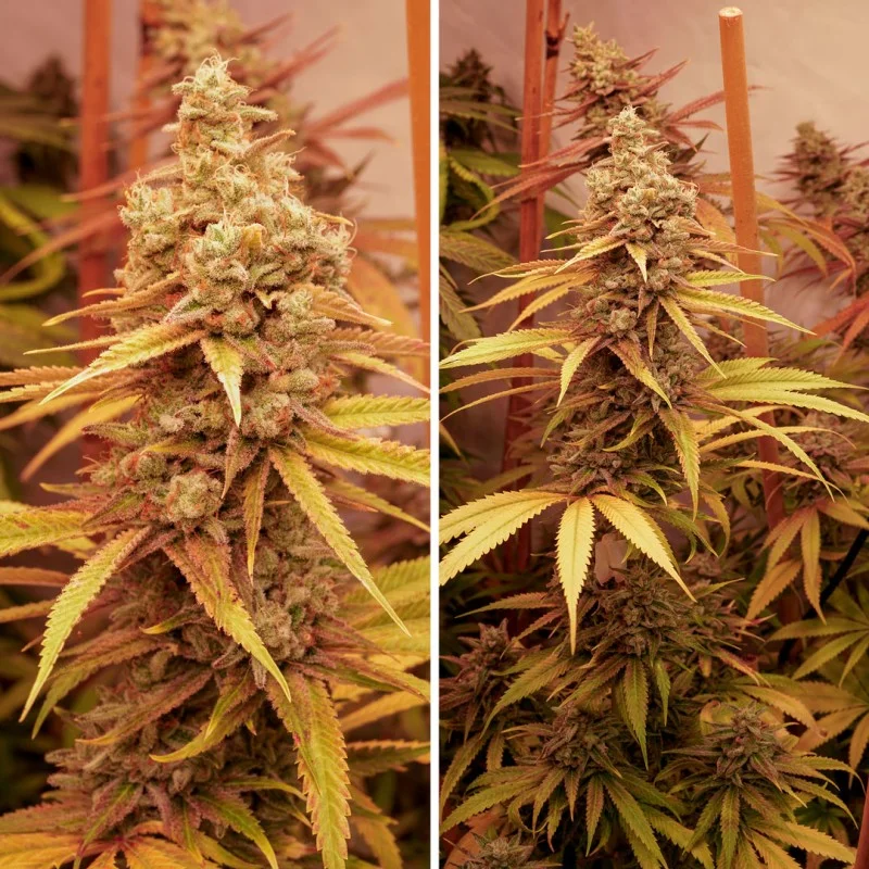 Pink Banana Runtz van Dutch Passion