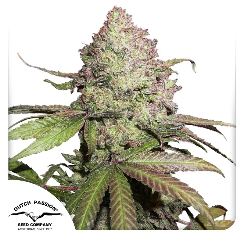 CBD Charlottes Angel van Dutch Passion