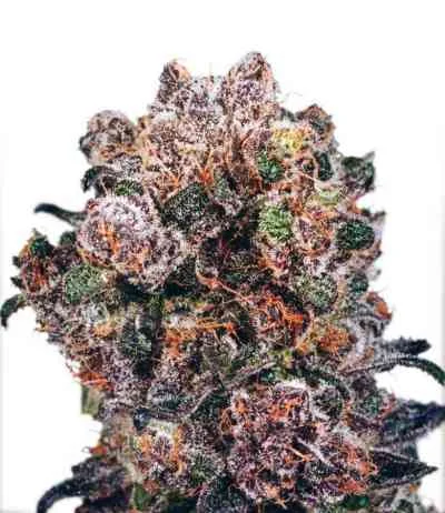 Blueberry van Dutch Passion