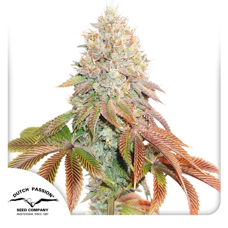 Banana Blaze van Dutch Passion