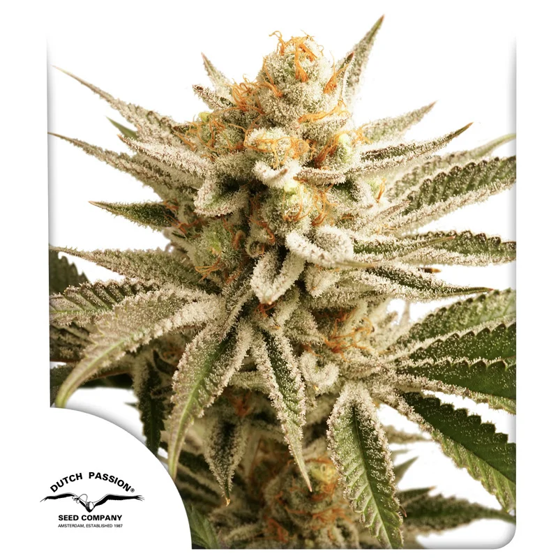 Lemon Z van Dutch Passion