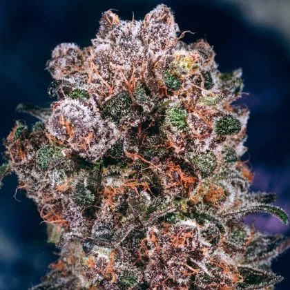 Blueberry van Dutch Passion