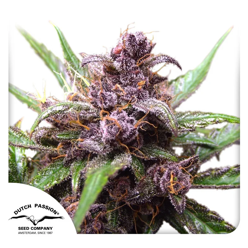 Blackberry Kush van Dutch Passion