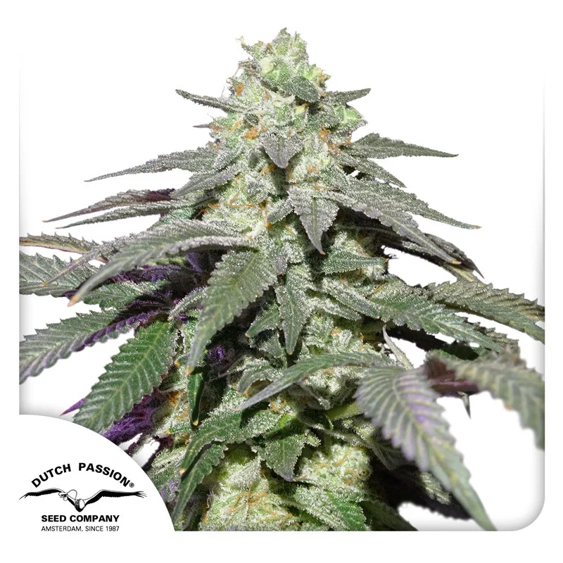 Skywalker Haze van Dutch Passion