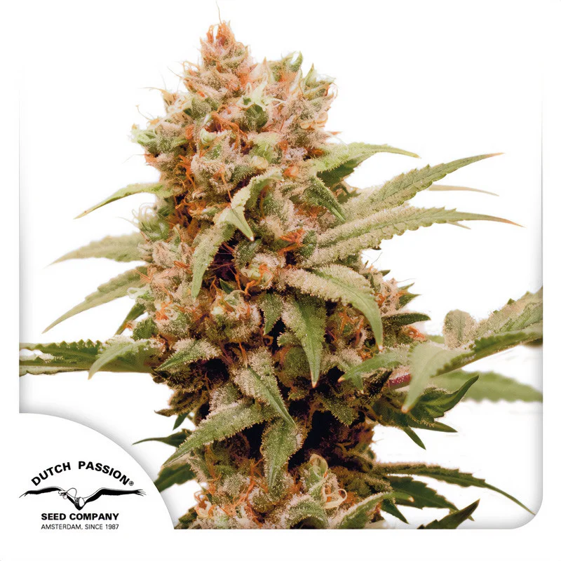 CBG-Force van Dutch Passion