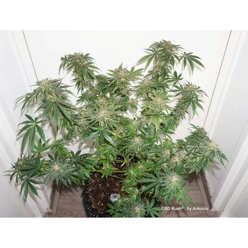 CBD Kush van Dutch Passion