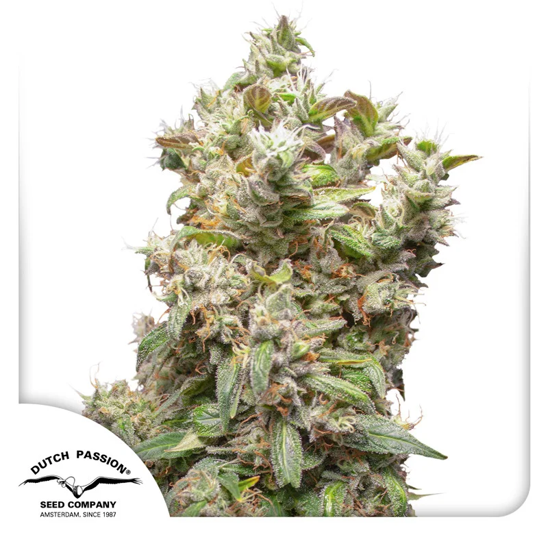 THC-Victory van Dutch Passion