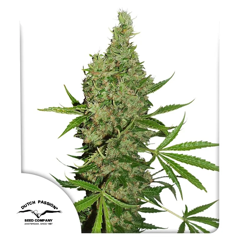 White Widow X The Ultimate van Dutch Passion