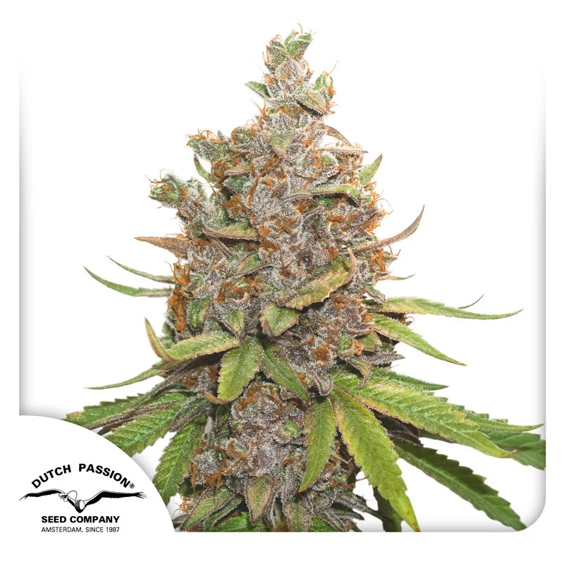 Glueberry O.G. van Dutch Passion