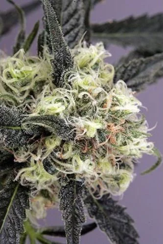 Snowbud van Dutch Passion