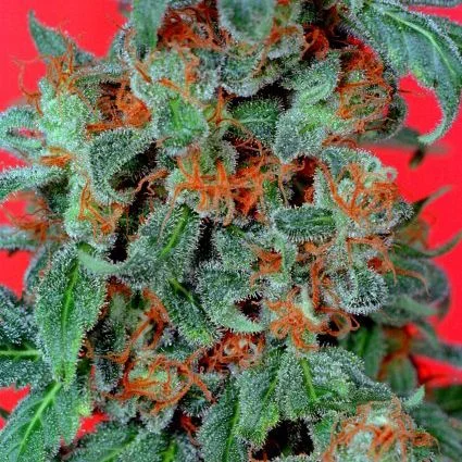 Orange Bud van Dutch Passion