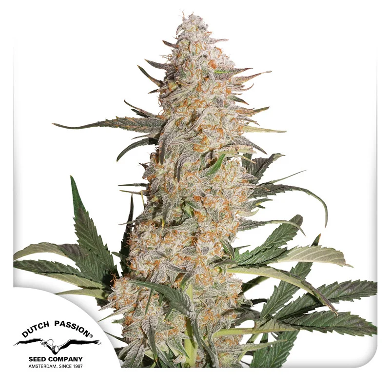 Critical Orange Punch van Dutch Passion