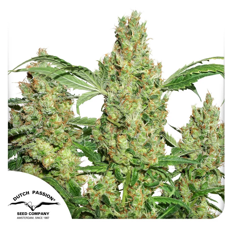 Power Plant van Dutch Passion