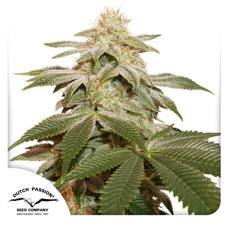 Sugar Bomb Punch van Dutch Passion
