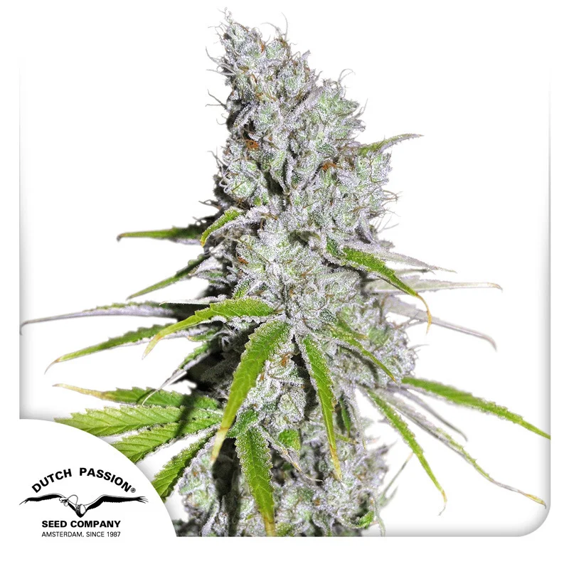 CBD Skunk Haze van Dutch Passion