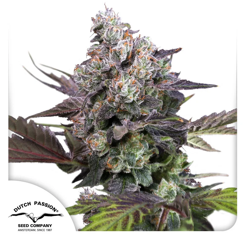 Candy Bubatz XL van Dutch Passion