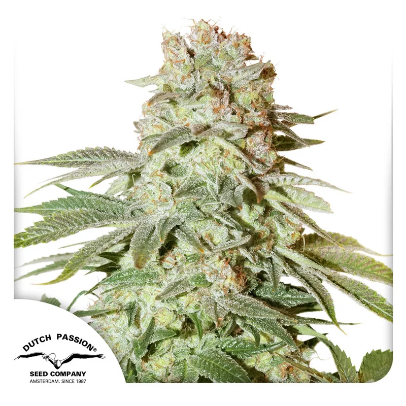 Power Plant van Dutch Passion