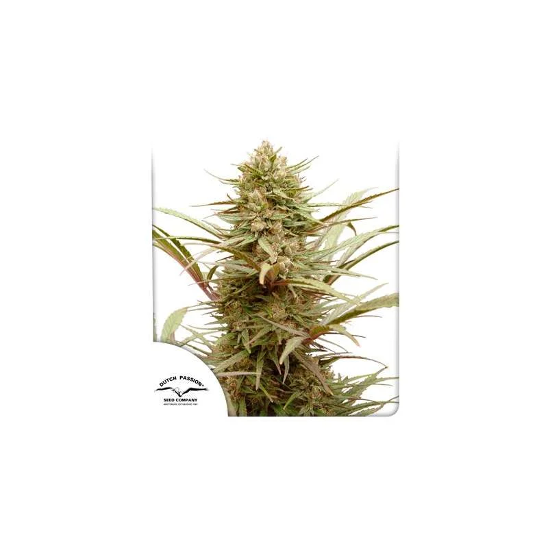 CBD Compassion van Dutch Passion