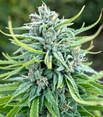 Durban Poison van Dutch Passion