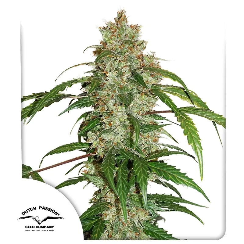 CBD White Widow van Dutch Passion