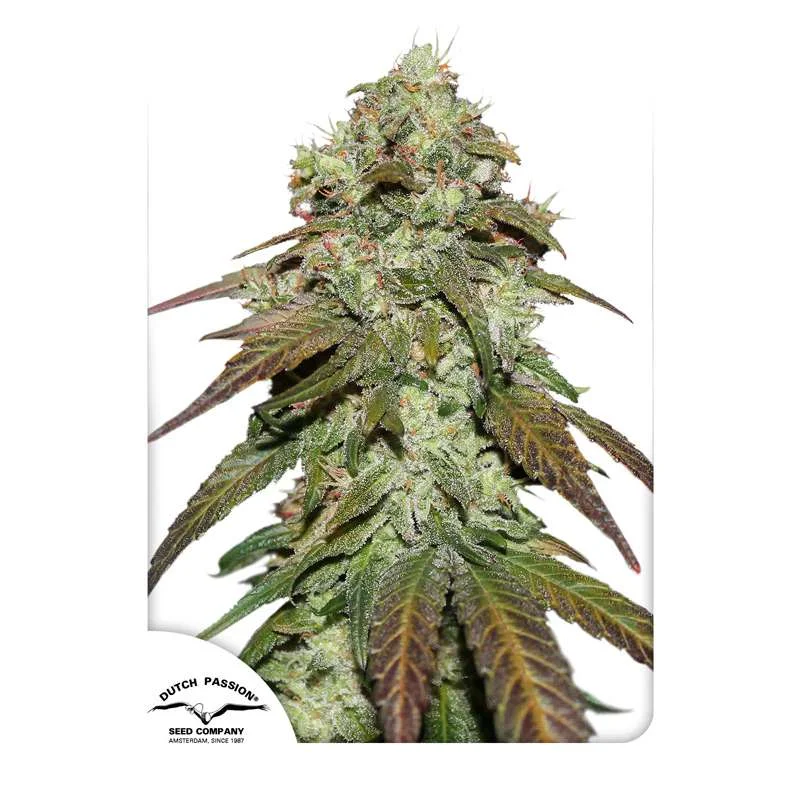 CBD Mazar van Dutch Passion