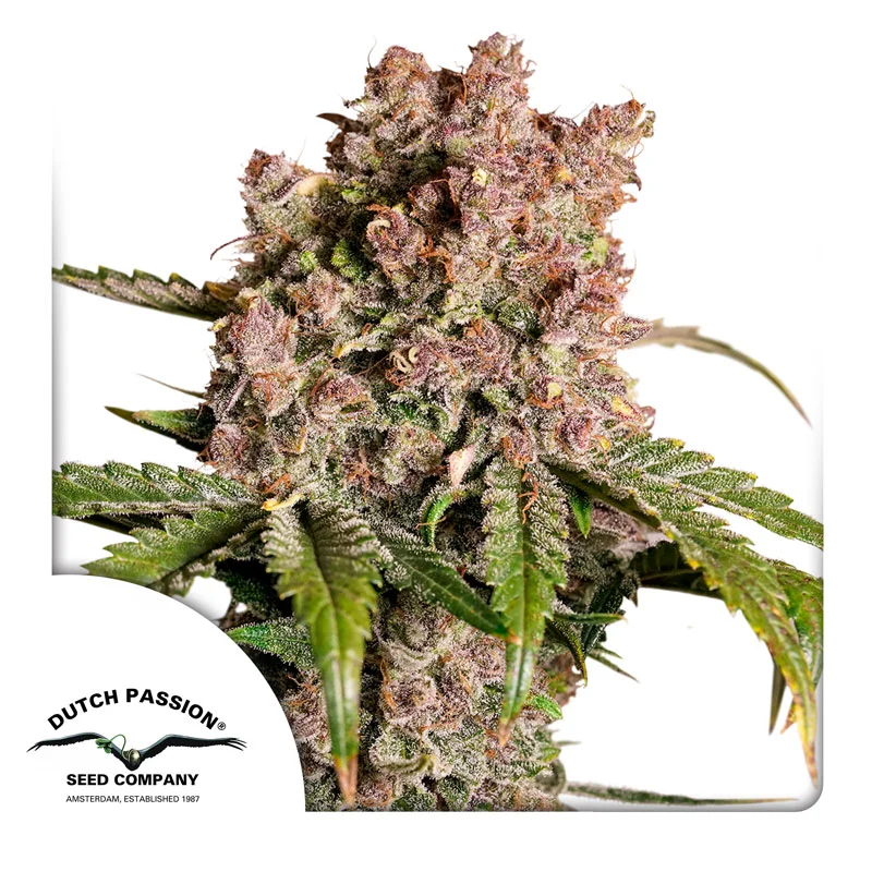 Strawberry Soda van Dutch Passion